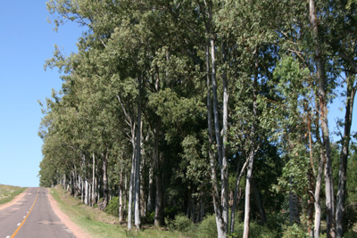 56 Eucalyptus trees were numerous in Uruguay and it smelt like home IMG_9445.jpg